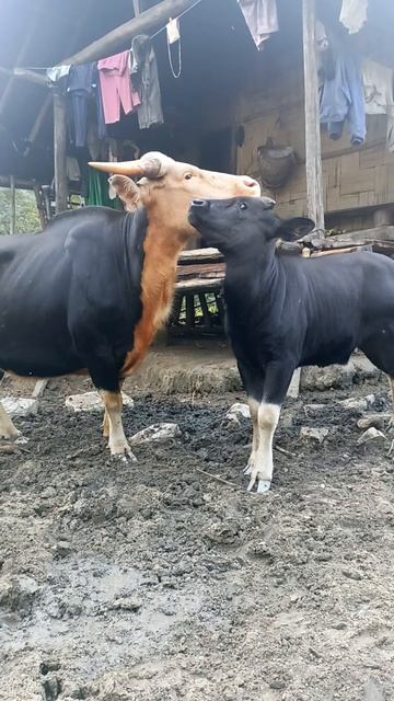 cute animal love ❤ #shortsvideo #shorts india wild guar смотреть онлайн