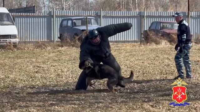 Полиция Кузбасса организовала блогер-тур для гражданских активистов в центр кинологической службы смотреть онлайн