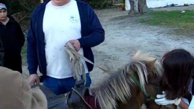 lupis y pony смотреть онлайн