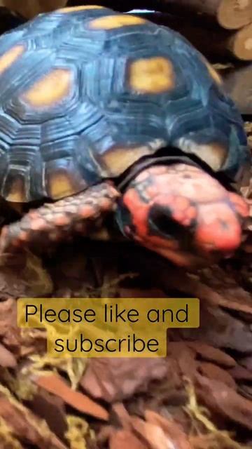 Cherry head Tortoise saying hello 👋 #tortoise #youtube смотреть онлайн