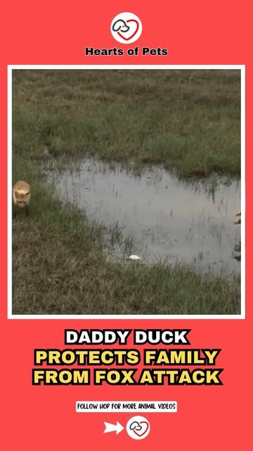 Daddy duck protects family from fox attack смотреть онлайн