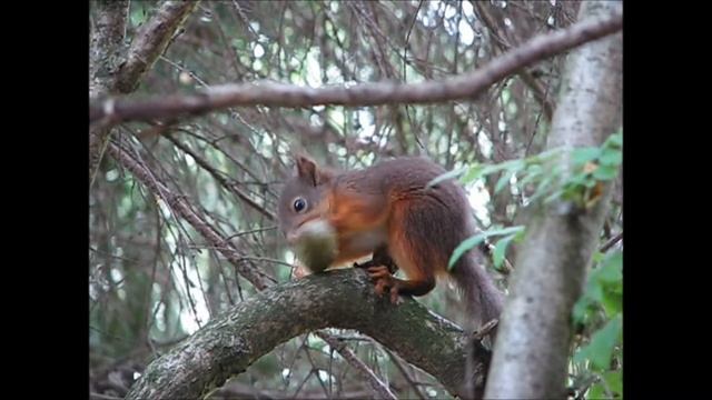 Mashenka eating spruce cone смотреть онлайн