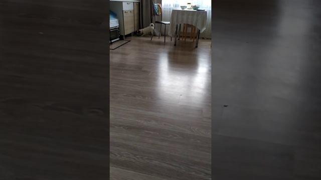 любимая игрушка Звездочки смотреть онлайн