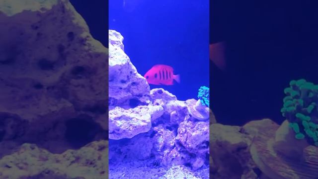 Flame Angelfish смотреть онлайн