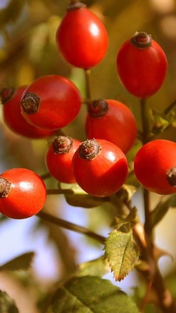 Rose Hip: Expert opinions, health risks, and more смотреть онлайн