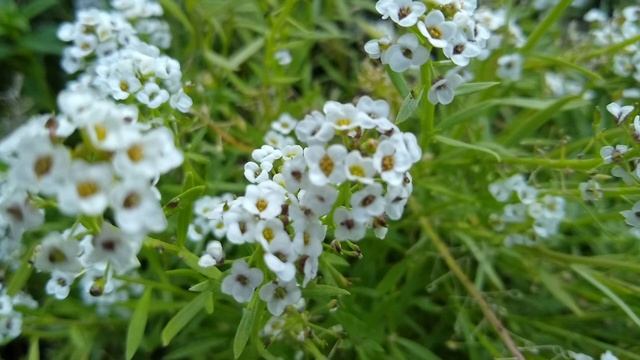 Lobularia Marítima. Flor de miel.Flores blancas. copito de Nieve. смотреть онлайн