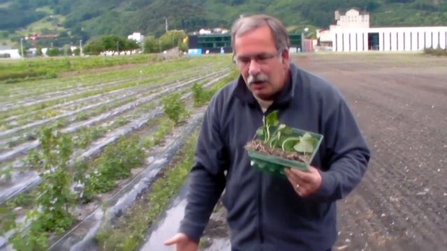 Test cultivation of sweet potato varieties (Ipomea patatas) смотреть онлайн