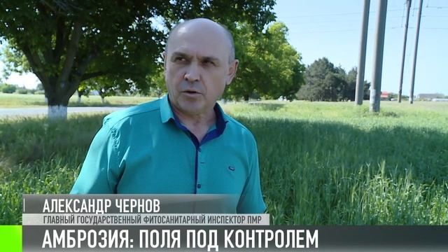В Слободзейском районе проверяют поля на амброзию
