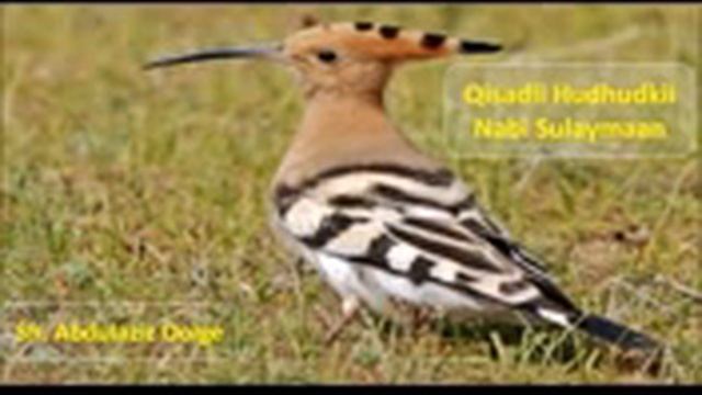 Qisadii hud hudka iyo nabi sulayman смотреть онлайн
