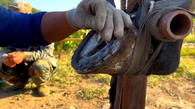 馬蹄彷彿炸裂！凹凸不平影響行走！師傅用傳統手藝修剪蹄子髒物後，安裝馬蹄鐵！手藝精湛看著解壓