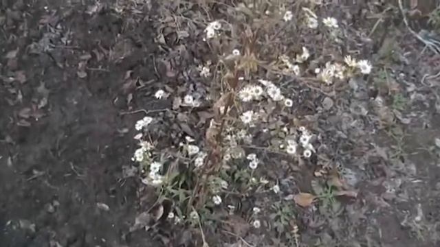 Цветут цветочки зимой смотреть онлайн