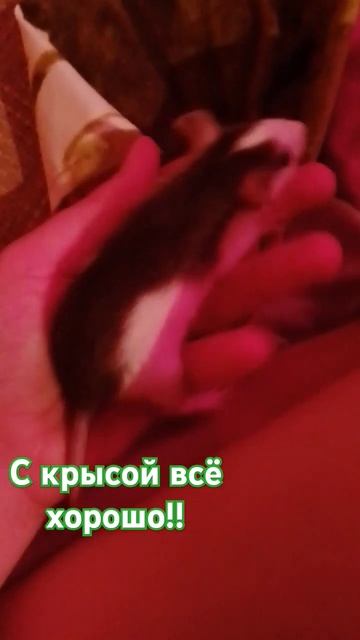 С КРЫСОЙ ВСЁ НОРМ смотреть онлайн