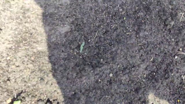 7.06.24. Холодник из щавеля. Поздняя посадка лука севка. смотреть онлайн
