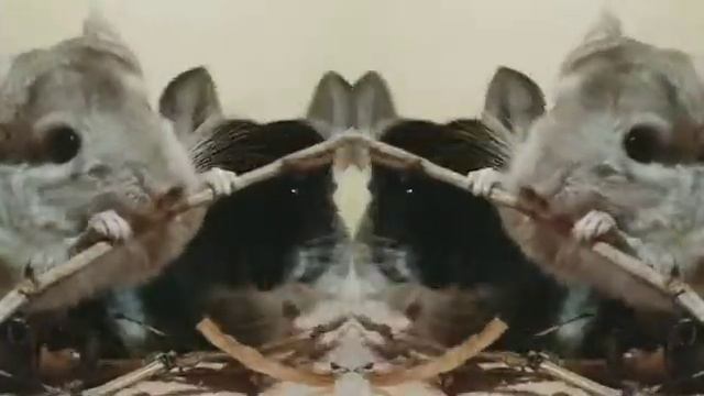 Наши Dance-шиншиллы.Как вам?