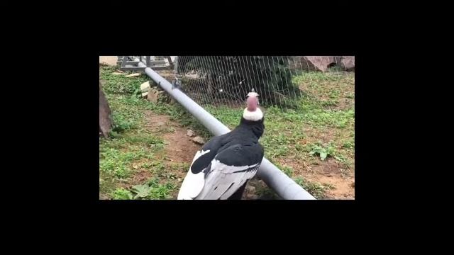 Московский Зоопарк смотреть онлайн