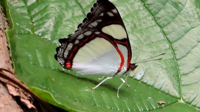 Mariposa Pyrrhogyra nearea смотреть онлайн