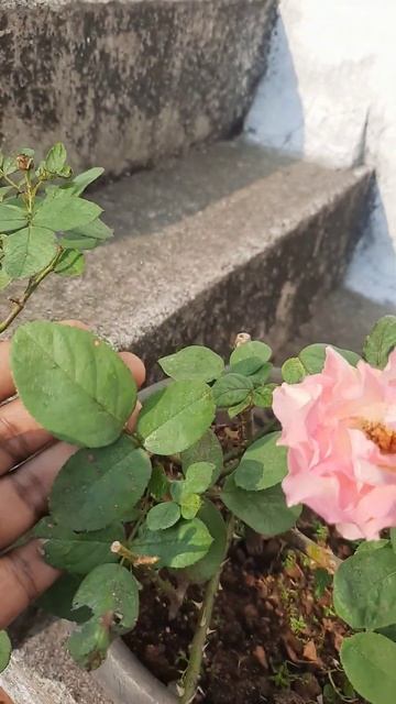 Seduction -pink rose смотреть онлайн