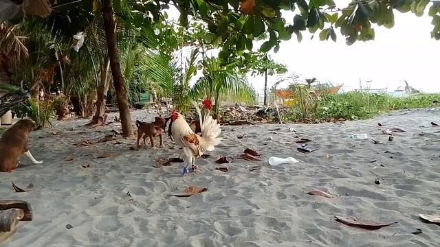 talisayin at bangkas (mestisong manok) смотреть онлайн