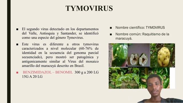 virus que afecta a la maracuya смотреть онлайн