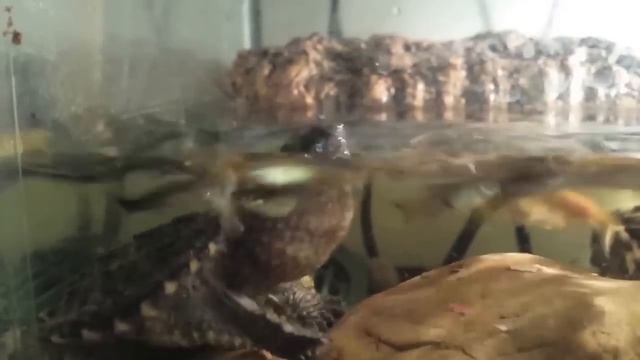 Common Snapping Turtle vs Alligator Snapping Turtle eating contest смотреть онлайн