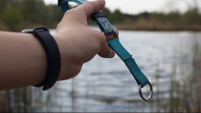 Обзор амуниции моих собак 🐾 смотреть онлайн