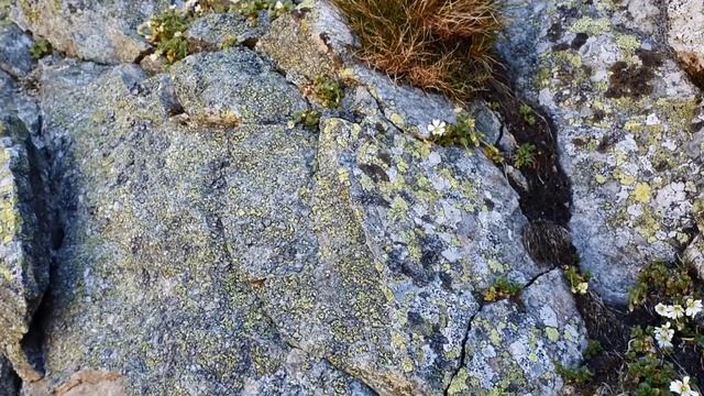 #tatryodręki – Rogownica jednokwiatowa смотреть онлайн