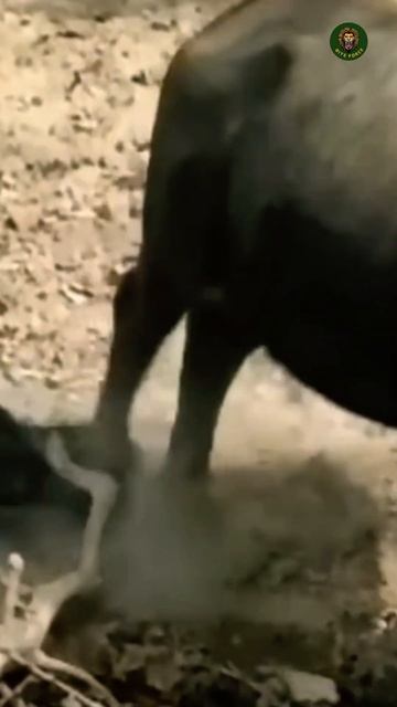 Komodo Dragon vs Buffalo #shorts #wildlife #animals смотреть онлайн