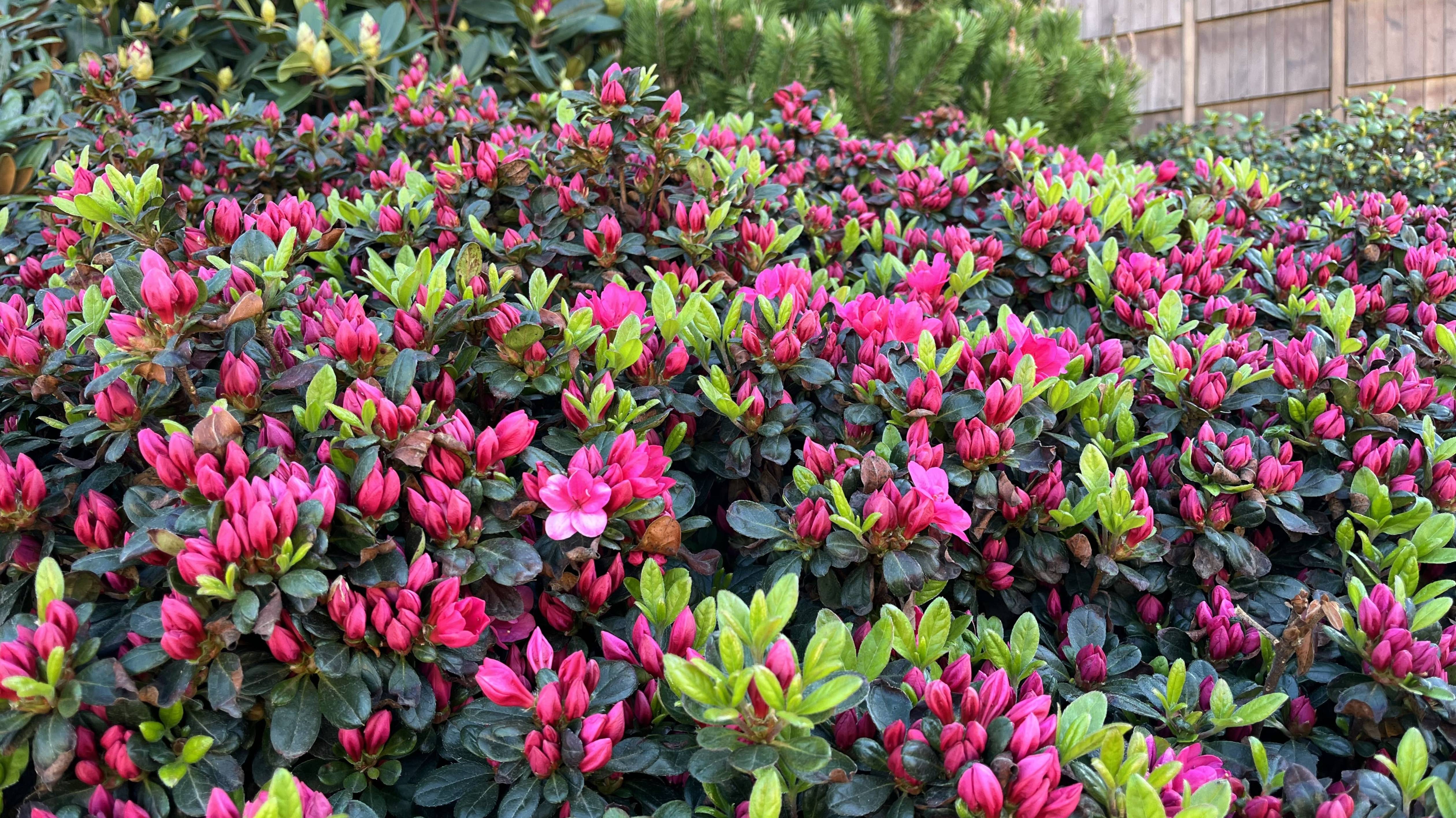 👍🌺Буйство красок 2025 Парк Галицкого Японский сад. смотреть онлайн