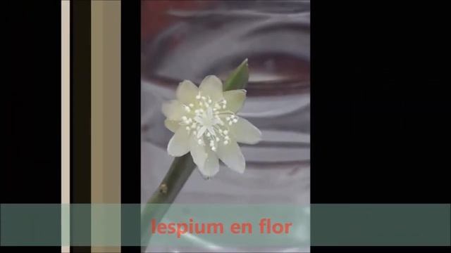 actusycrasasHC 6: Cactus Epífitos смотреть онлайн