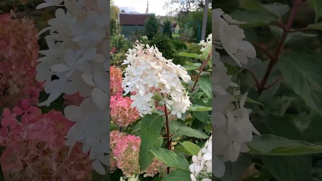 РОСКОШНАЯ ФАНТОМ ЗА ДЕНЬ ДО ЗАМОРОЗКОВ