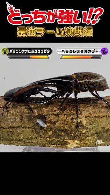 【どっちが強い!?最強チーム決戦編 】第13試合 ヘラクレスオオカブトvsパラワンオオヒラタクワガタ #shorts