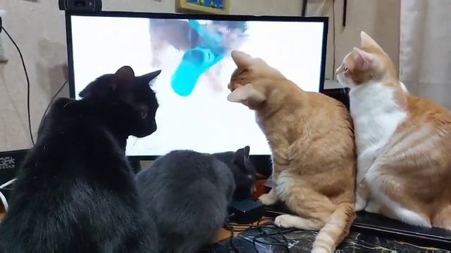 Кошки сморят кино про собак