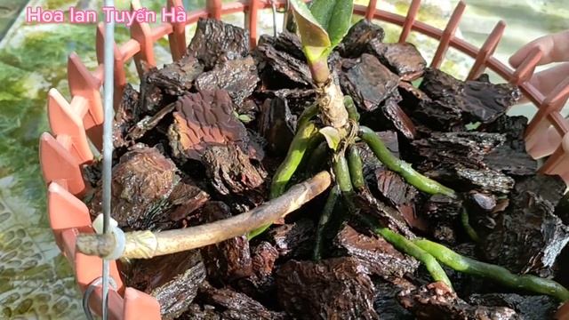 Đây là cách em chăm cây lan hồ điệp sau khi hoa tàn - Chăm sóc lan смотреть онлайн