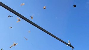 Ну не летят голуби