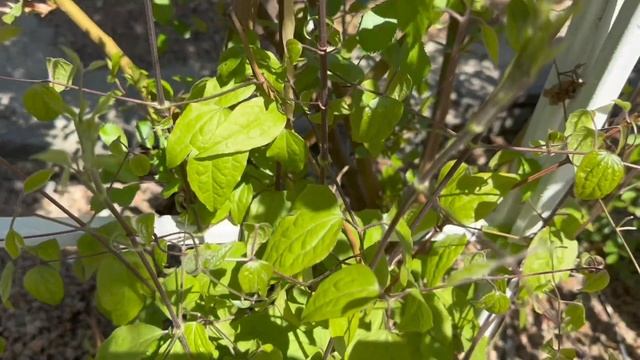 Розовый сад после всех заморозков в конце мая. Майские базальные побеги. смотреть онлайн