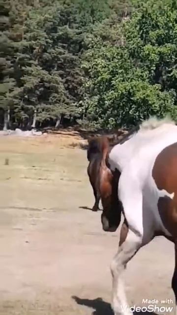 Pony tries to woo a girl, but she has a protector смотреть онлайн