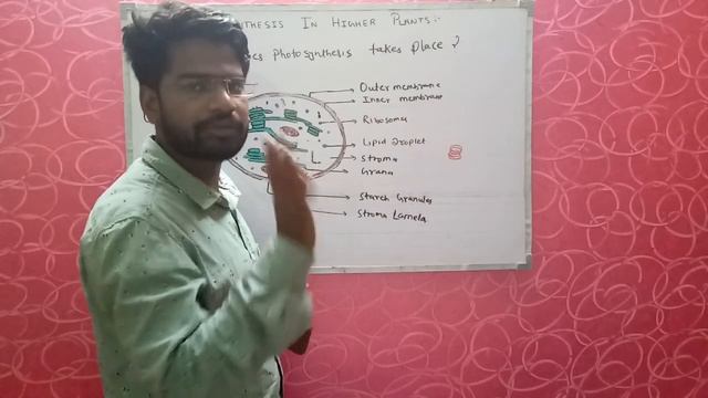 WHERE DOES PHOTOSYNTHESIS TAKE PLACE ? CHLOROPLAST / CHLOROPHYLL /GRANA/STROMA LAMELA смотреть онлайн