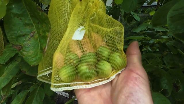 aardappel veredeling #214 geweldige opbrengst bessen en zaden. смотреть онлайн