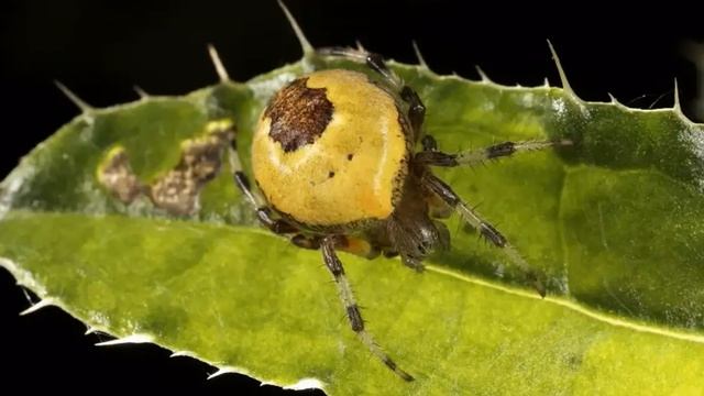 Spiders of the UK: The 24 British spiders you're most likely to find in your смотреть онлайн