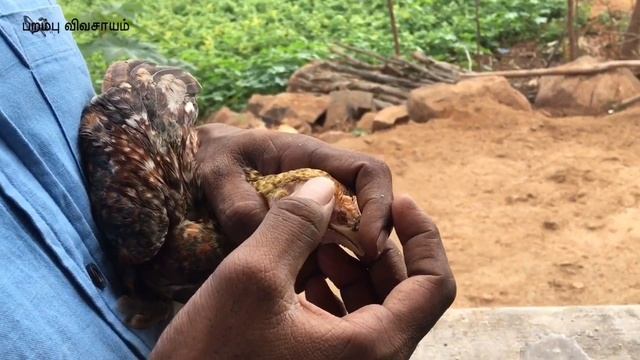 கோழிகளை கொரைசா நோய் தாக்கினாலும் காப்பாற்ற முடியும். смотреть онлайн