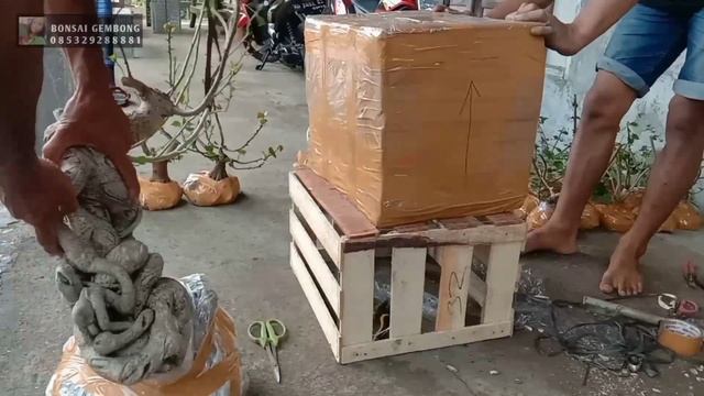 Update Petani Bonsai Inspirasi Untuk Pemula