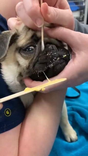 Cleaning the nasal fold смотреть онлайн