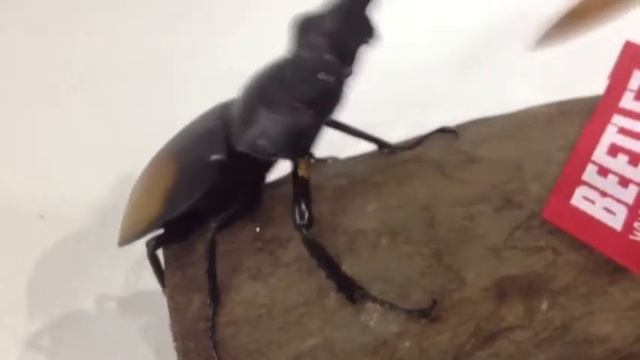 H.parryi 90 mm.(มาเลเซีย) 【BEETLEZ】 смотреть онлайн