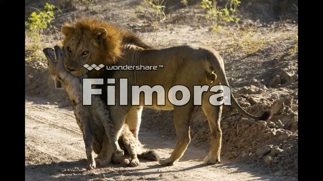 Lion VS Hyaena Hyena 2016 Lion Killed Deadly смотреть онлайн