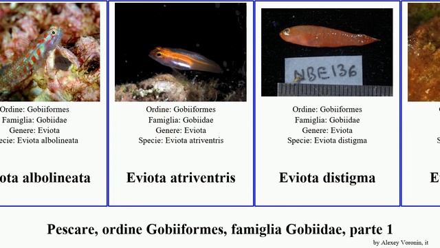 Pescare, ordine Gobiiformes, famiglia Gobiidae, parte 1 gobius benthophilus eviota cryptocentrus смотреть онлайн