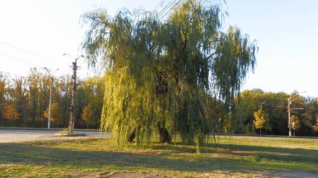 Чувствуют -ли деревья свою старость? смотреть онлайн