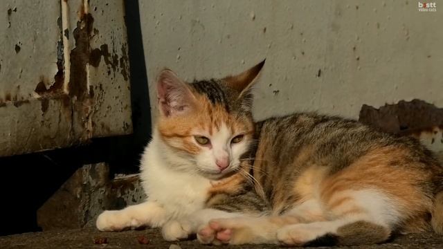 funny eared kitten who does not let himself be bored. забавный ушастый бездомный котенок. смотреть онлайн