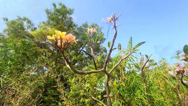 Plumeria Garden Tour | Frangipani | Champa 🌸 смотреть онлайн