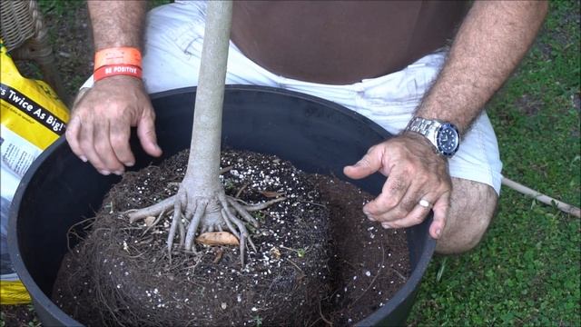 How to plant a Soursop tree in a container смотреть онлайн