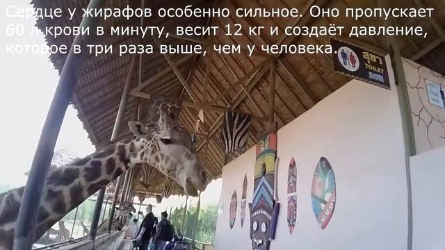 Жирафы в сафари Бангкока смотреть онлайн